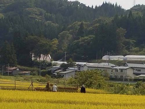 170930稲刈り1.jpg