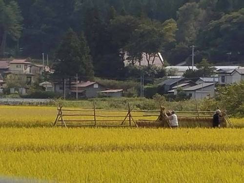 170930稲刈り2.jpg