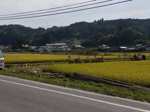 170930稲刈り3.jpg