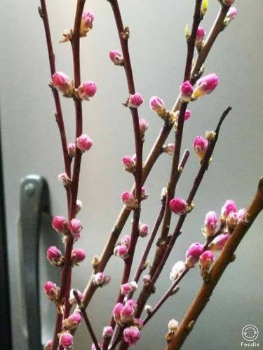 180305桃の花1.jpg