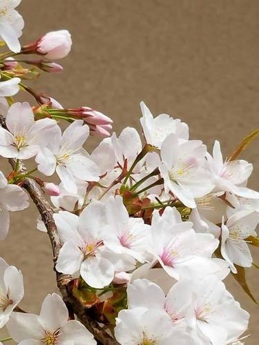 180425桜1.jpg