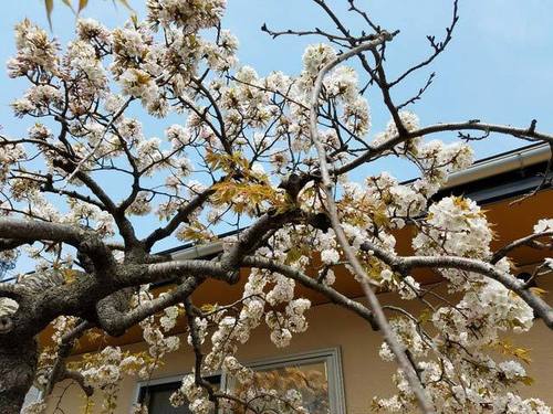 180425桜2.jpg