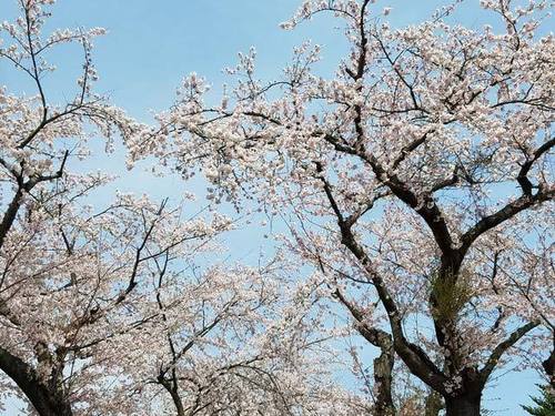 180425桜3.jpg