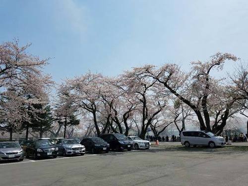 180425桜4.jpg
