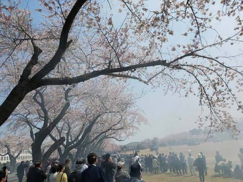 180425桜5.jpg