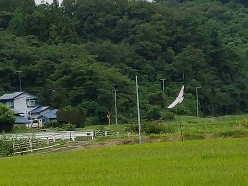 180907水田4.jpg