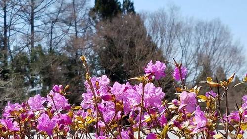 190422春の花2.jpg