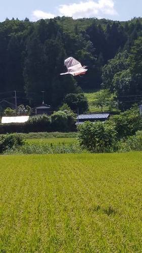 190831水田1.jpg
