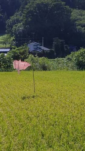 190831水田2.jpg