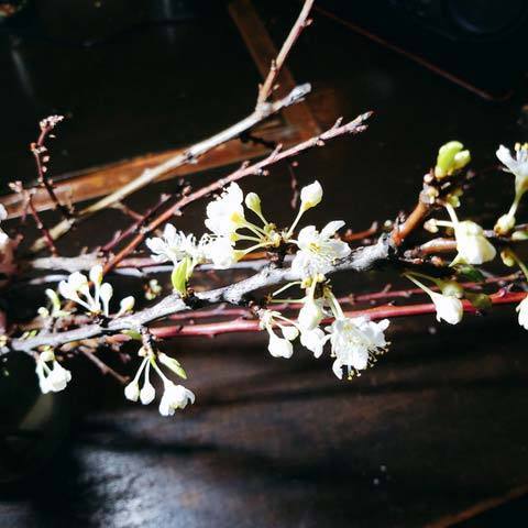 200326桃の花1.jpg