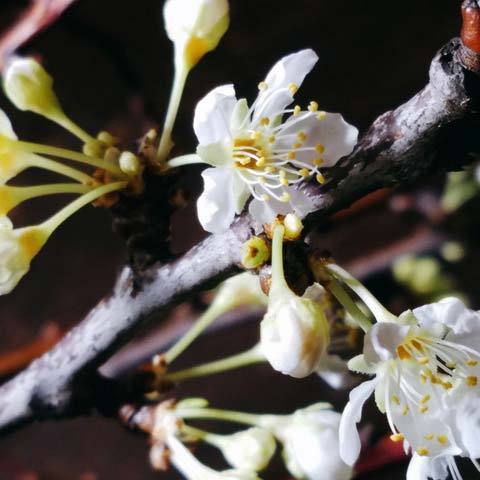 200326桃の花2.jpg
